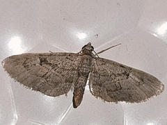 Eupithecia icterata
