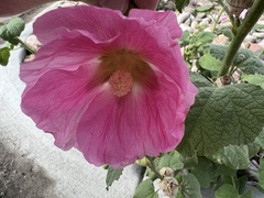 Alcea rosea