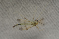 Chironomoidea