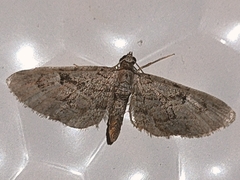 Eupithecia icterata