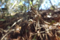 Micrathena plana