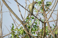 Myiodynastes maculatus