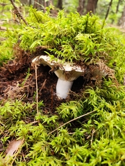 Russula delica