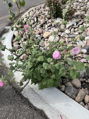 Alcea rosea