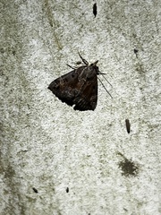 Hypena palparia