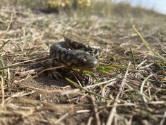 Ambystoma mavortium