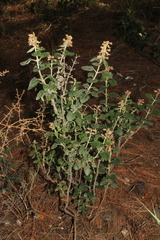 Teucrium flavum