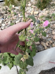 Alcea rosea