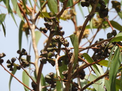Eucalyptus botryoides