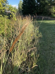Sorghastrum