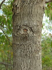 Eucalyptus botryoides