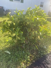Psidium guajava