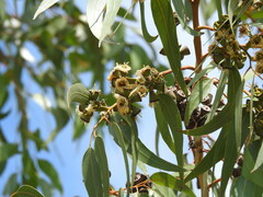 Eucalyptus botryoides