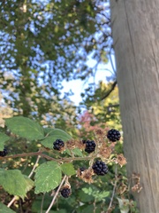 Rubus bifrons