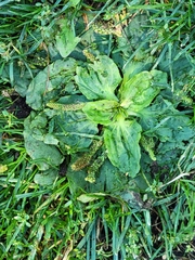 Plantago major
