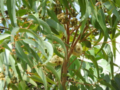 Eucalyptus botryoides