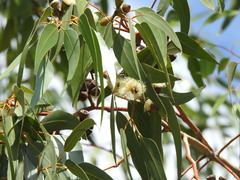 Eucalyptus botryoides
