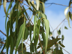 Eucalyptus botryoides