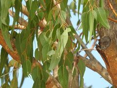 Eucalyptus botryoides