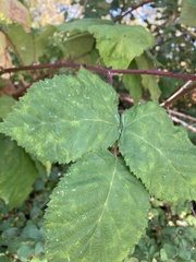 Rubus bifrons