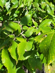 Ulmus americana