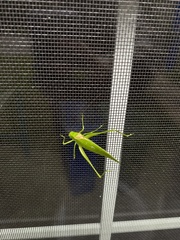 Amblycorypha oblongifolia