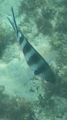 Abudefduf sexfasciatus