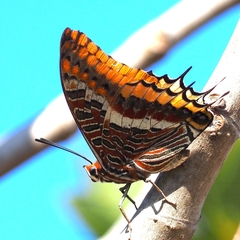 Charaxes jasius