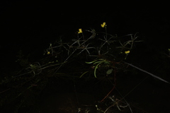 Utricularia radiata