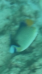 Pomacanthus imperator