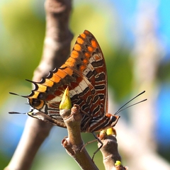 Charaxes jasius