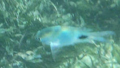 Abudefduf sparoides