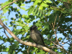 Pachyramphus polychopterus