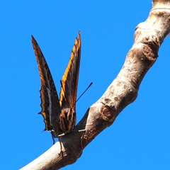 Charaxes jasius