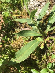Carduus defloratus crassifolius