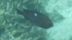 Dascyllus trimaculatus