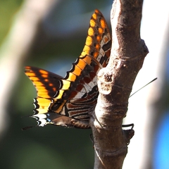 Charaxes jasius
