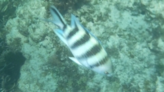 Abudefduf sexfasciatus
