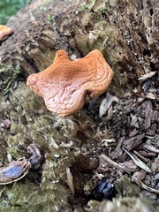 Rhodotus palmatus
