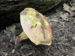 Boletus miniato-olivaceus