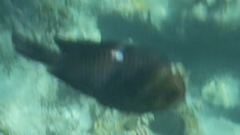 Dascyllus trimaculatus