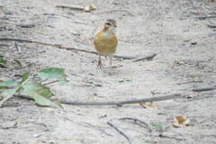 Furnarius leucopus