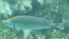 Siganus sutor