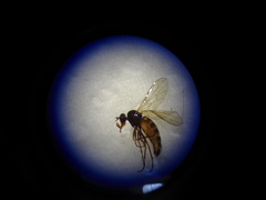 Empididae