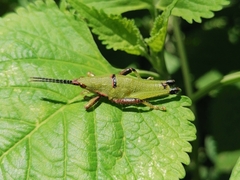 Sphenarium