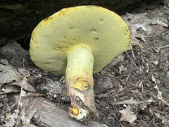 Boletus miniato-olivaceus
