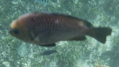 Dascyllus trimaculatus