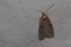 Agonopterix