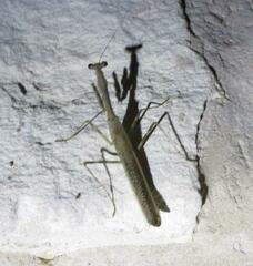 Stagmomantis carolina