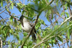 Sakesphoroides cristatus